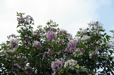Tabebuia pentaphylla